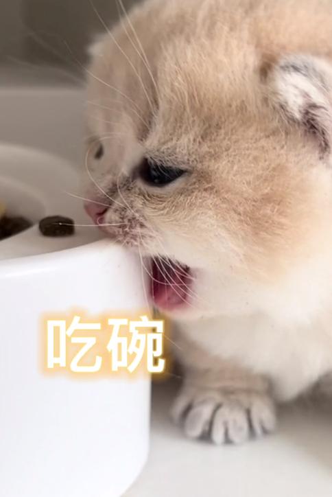 驴得水小朋友是智障猫吗,全网公认的智障猫怕水