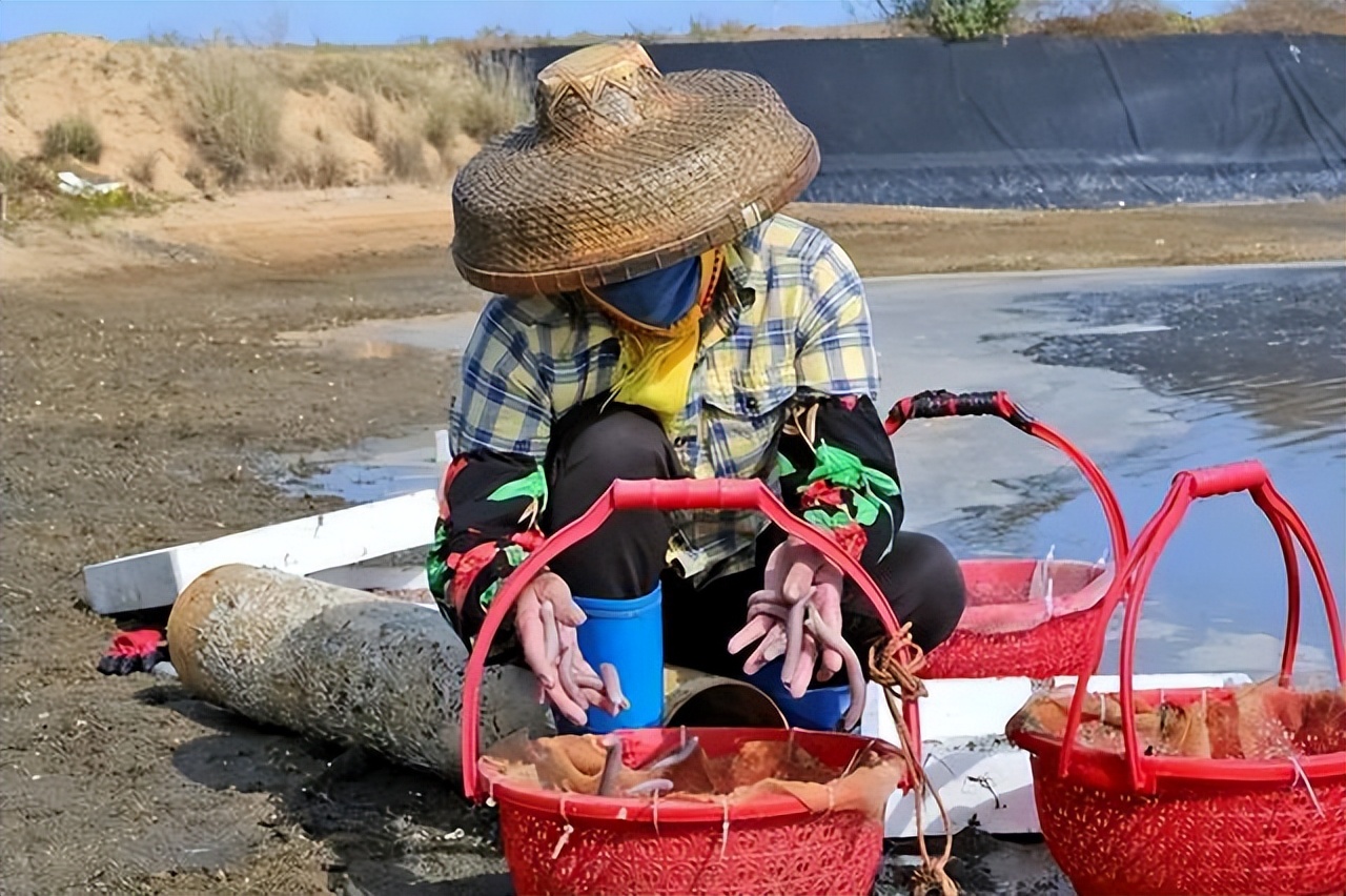 丑到让人忍不住嚼一口！100元1斤的海鲜沙虫，有钱人都抢着吃！