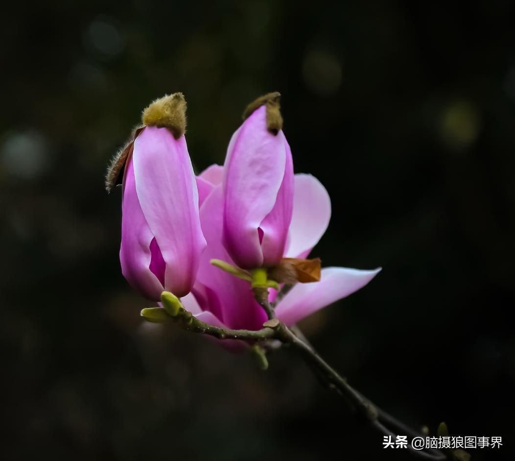 你拍的照片不够唯美,你拍的照片不清晰是怎么回事