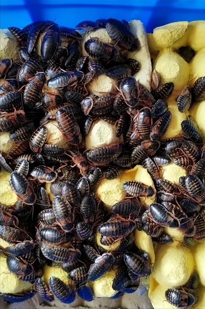 鬃狮蜥宝宝活宠,鬃狮蜥世界第三大宠物