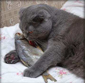 猫咪如何驯服另一只猫,猫咪要怎么驯服