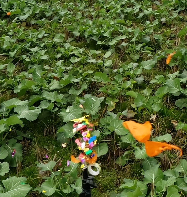 扑克牌真的能插进木板里吗,小孩扑克牌打穿木板