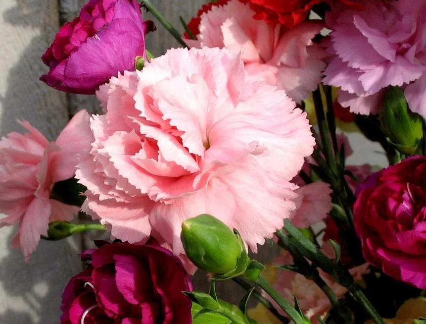 盘点各种花的花语还不快收藏起来,不常见的花的花语