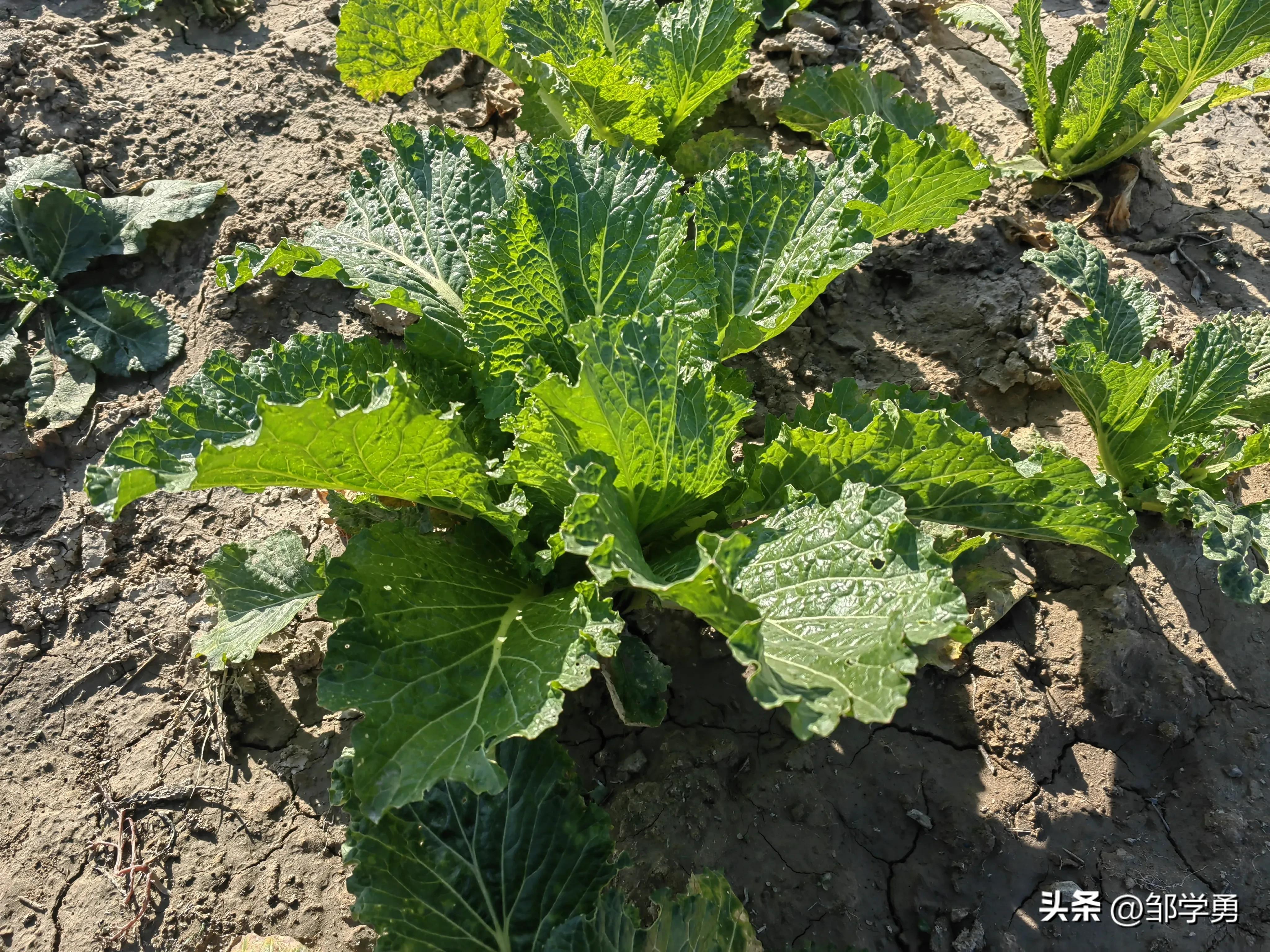 晨跑有悟:当土埋的越多时,你感受到什么?