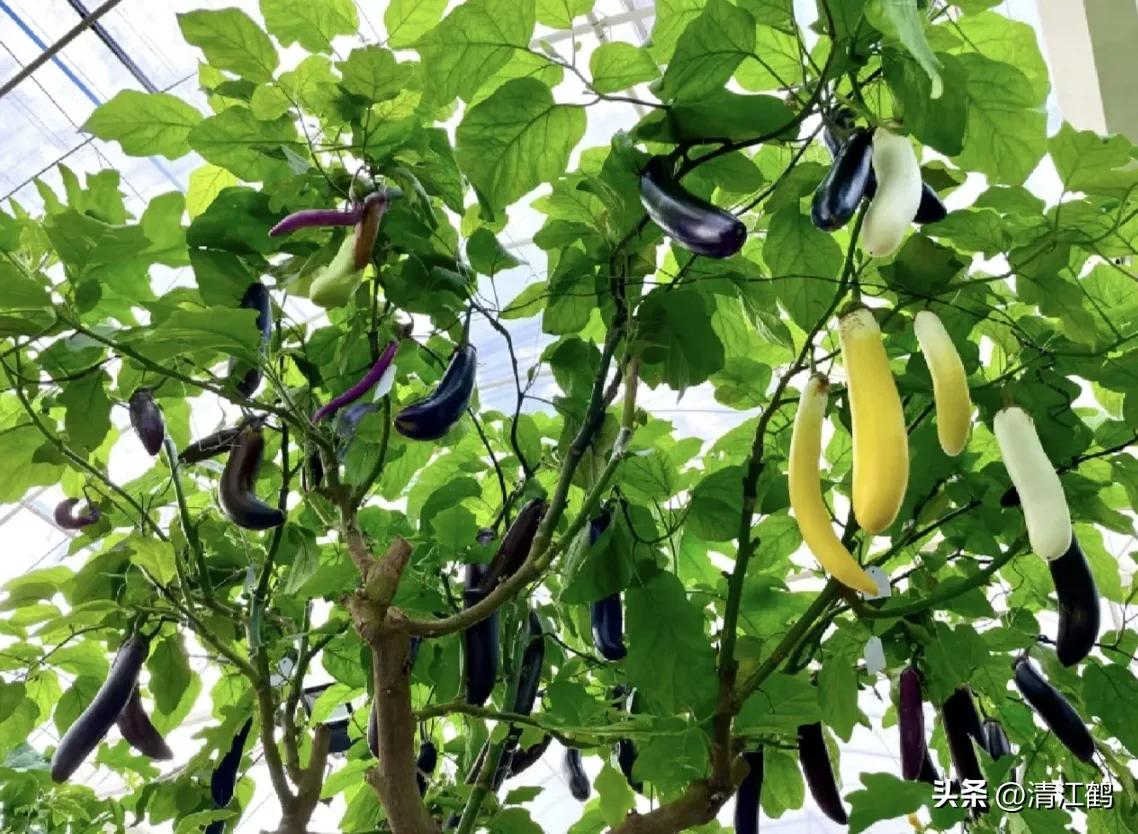 茄子买什么样的好,茄子到底能不能买