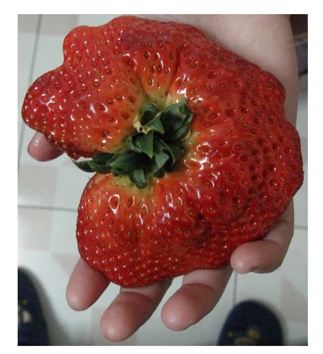 草莓打膨大剂和不打膨大剂的区别,吃了膨大剂的草莓有什么危害