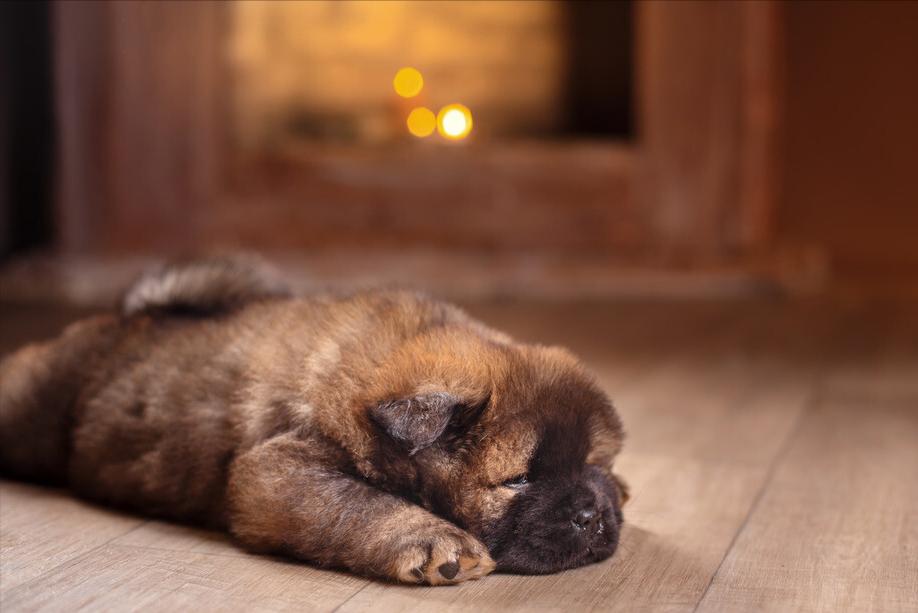 松狮犬挑食厉害怎么办？这些办法，铲屎官可以尝试一下