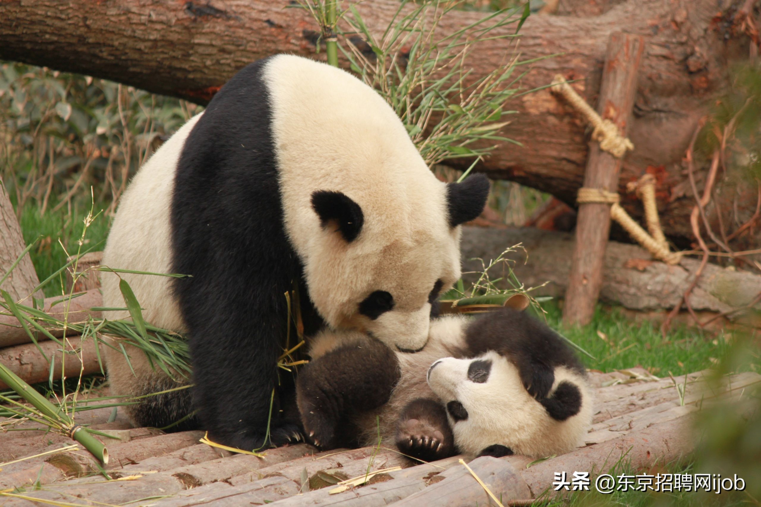 日本人有多舍不得中国大熊猫香香,旅日大熊猫香香推迟归国