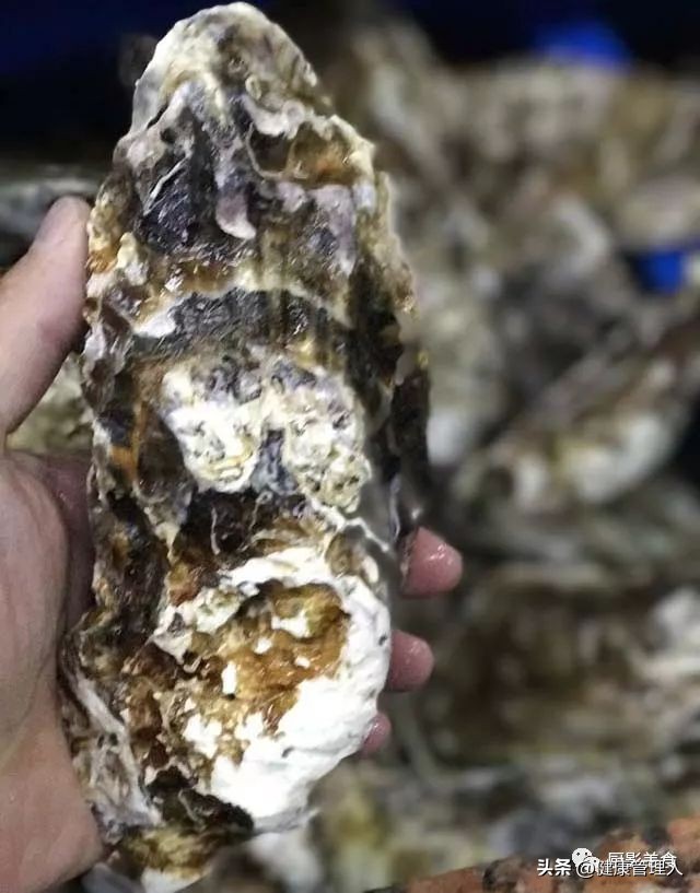 海鲜贝类品种大全及名字,22种海鲜贝类做法大全