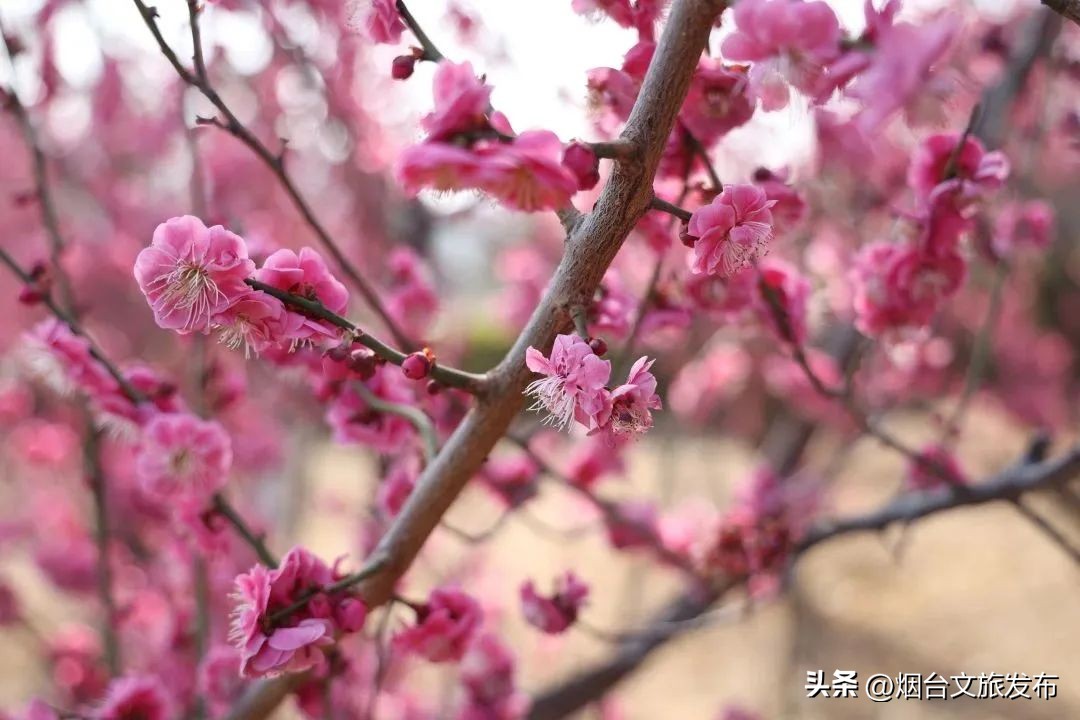 吃遍烟台玩遍美景,带你玩遍烟台
