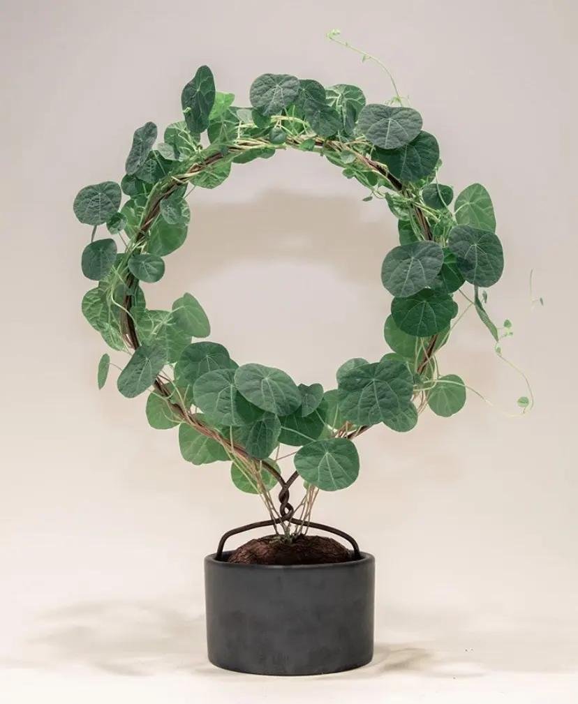 五种耐旱的花卉,5种花浇不死浇水越多长得越旺