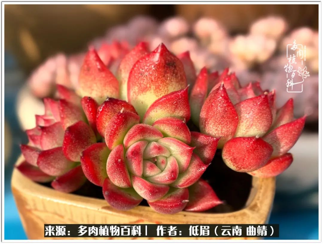 玉露多肉冬季分盆,玉露多肉怎样才能晶莹剔透