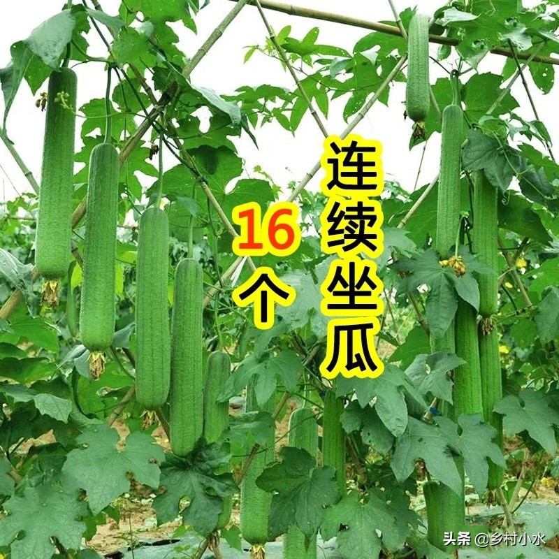 老农人纯羊粪发酵肥,老农教你简单一招