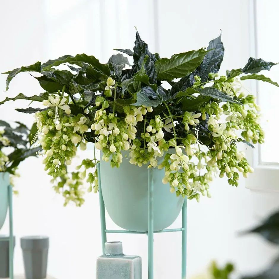 垂丝茉莉红萼与绿萼区别,垂丝茉莉和哪种花相似