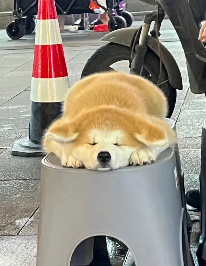 一滩小狗饼！这是摆烂的可爱修勾！