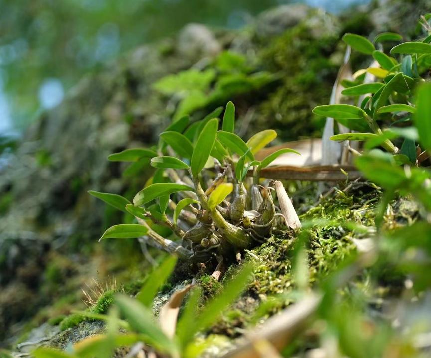 野生新鲜石斛图片,纯野生石斛多少一克