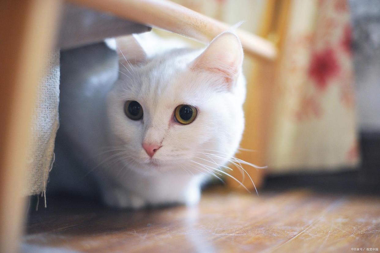 小猫咪养不了该送哪里去,抱不熟小猫咪的正确方式