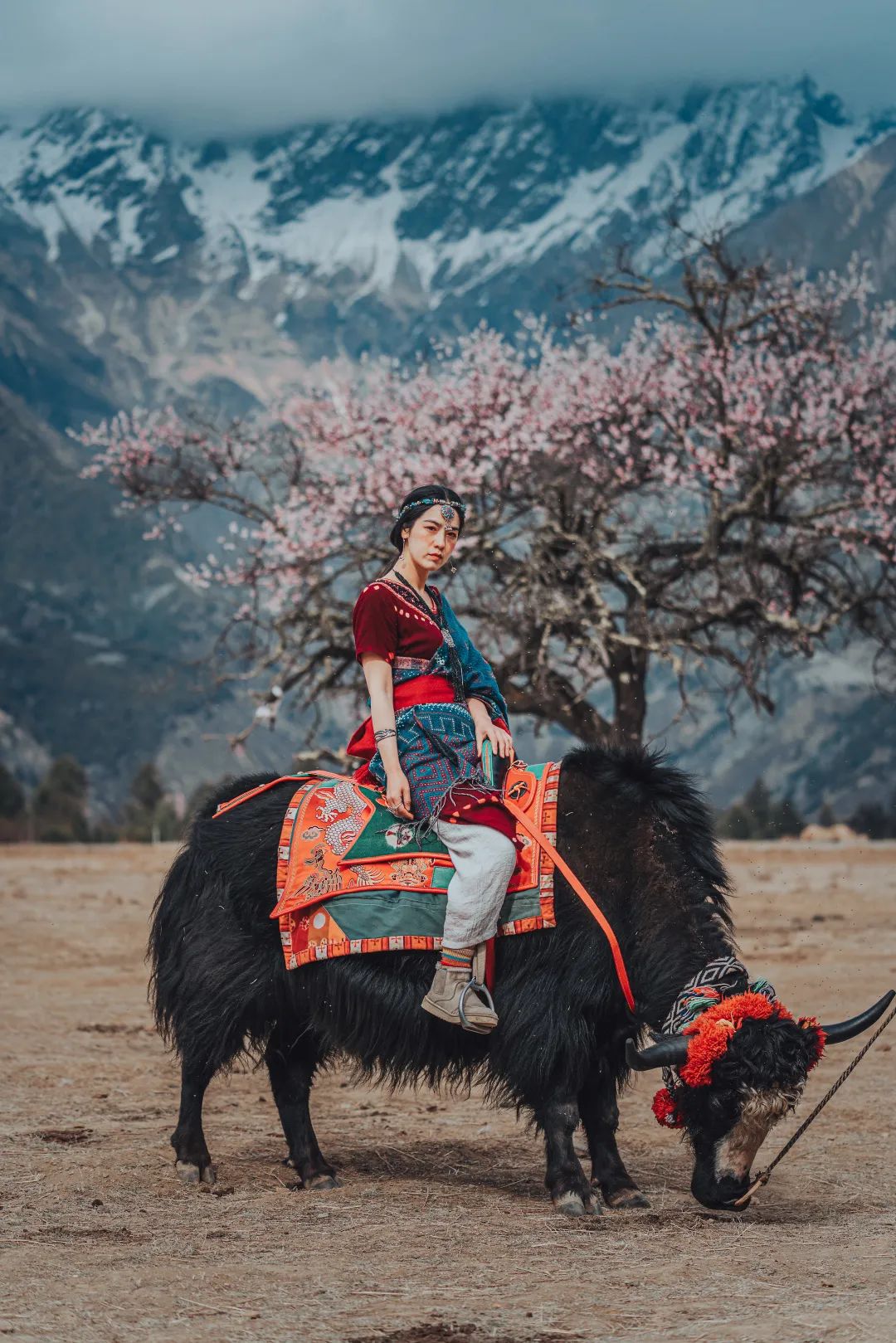林芝花期预测,林芝桃花最佳观赏时间气温