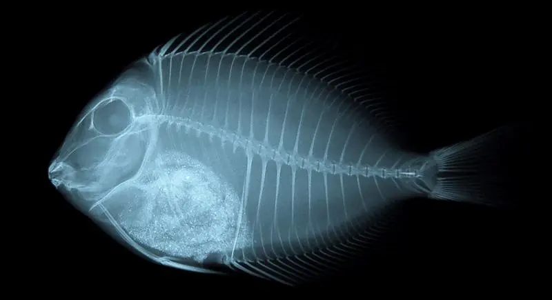 海鱼比淡水鱼好在哪里,为什么海鱼比淡水鱼好吃