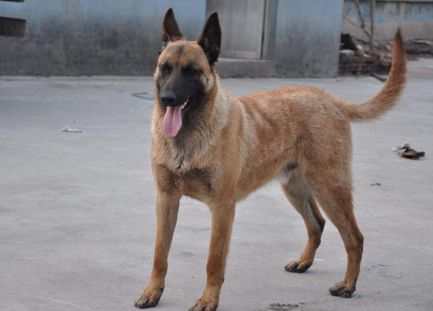 回族不吃猪肉，满族不吃狗肉，那汉族不吃啥肉？很多人却淡忘了