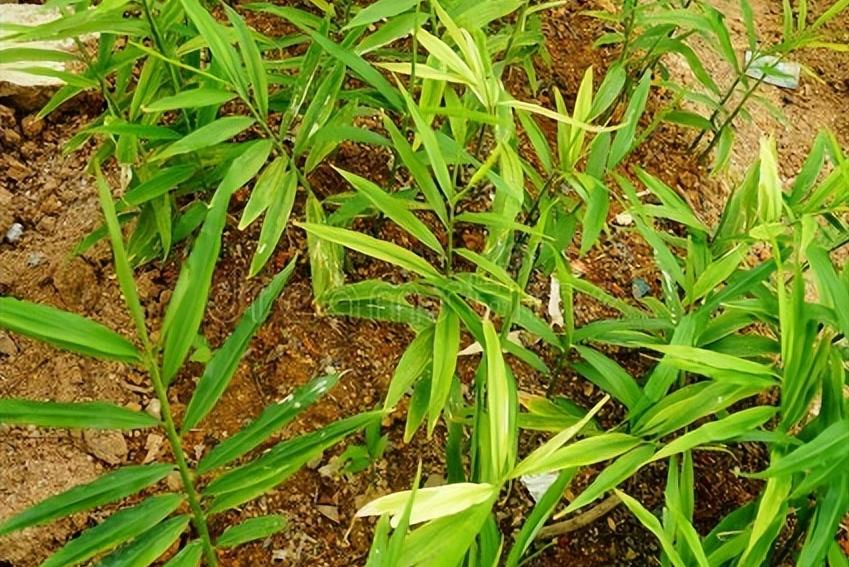 姜是怎么种的姜的种植方法详解,北方种姜与南方种姜