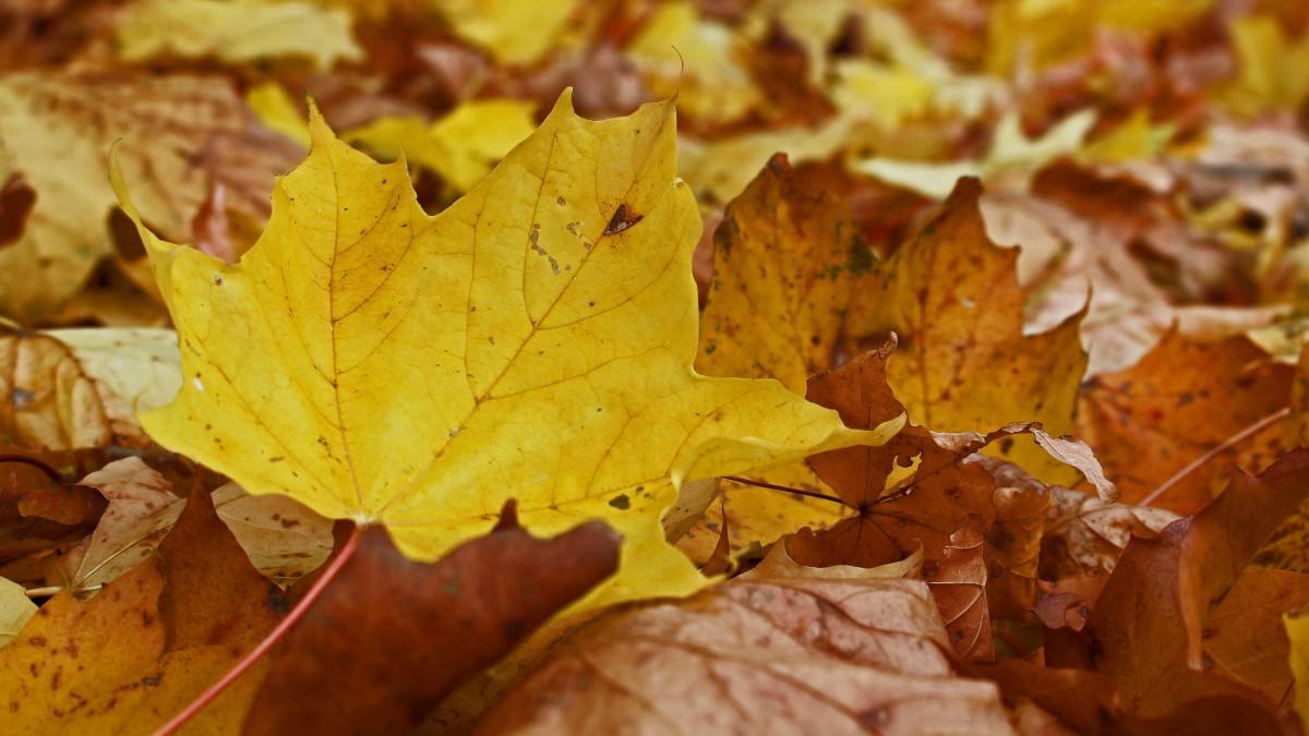 秋季干燥脱皮怎么办,秋季皮肤干燥起皮怎么解决