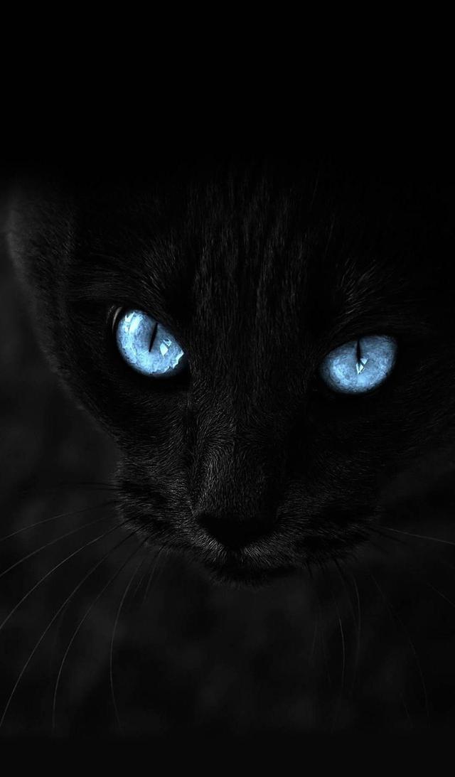 玄猫为什么辟邪,玄猫应该散养还是笼养