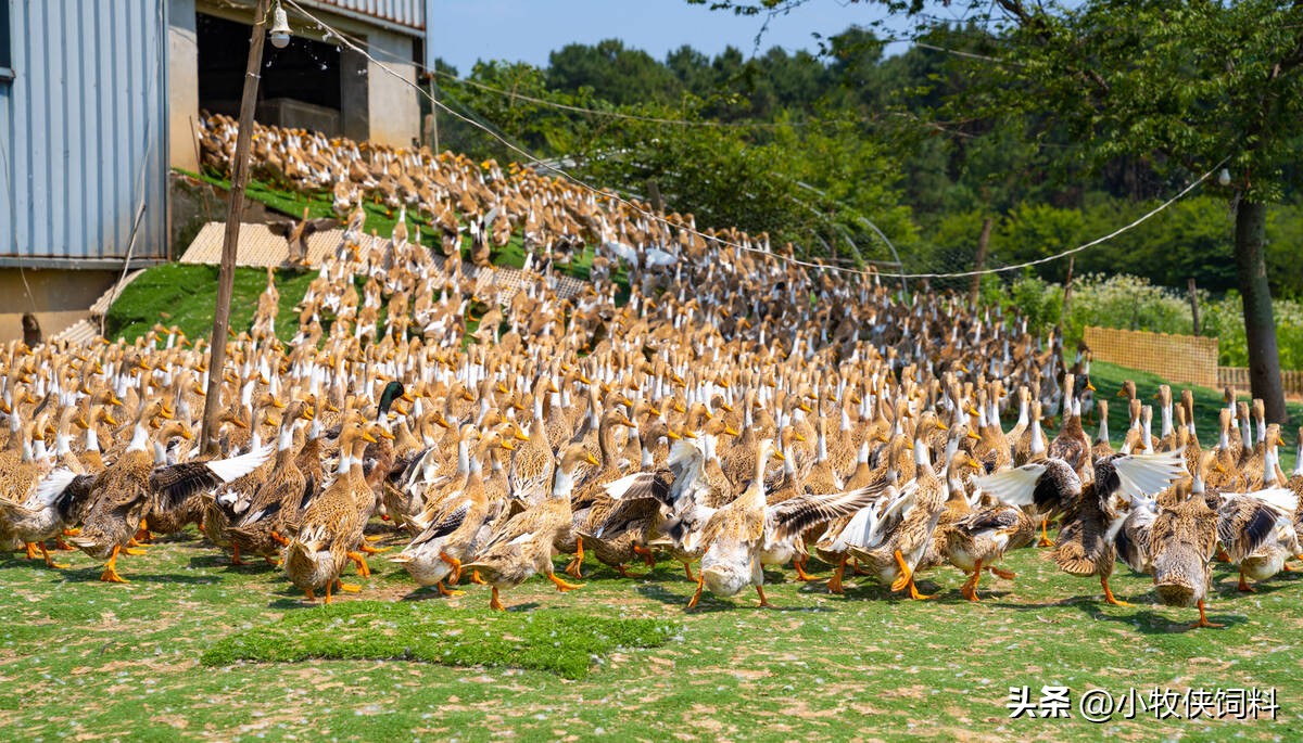 鸭子拉稀怎么办,鸭子拉稀用什么药能止住啊