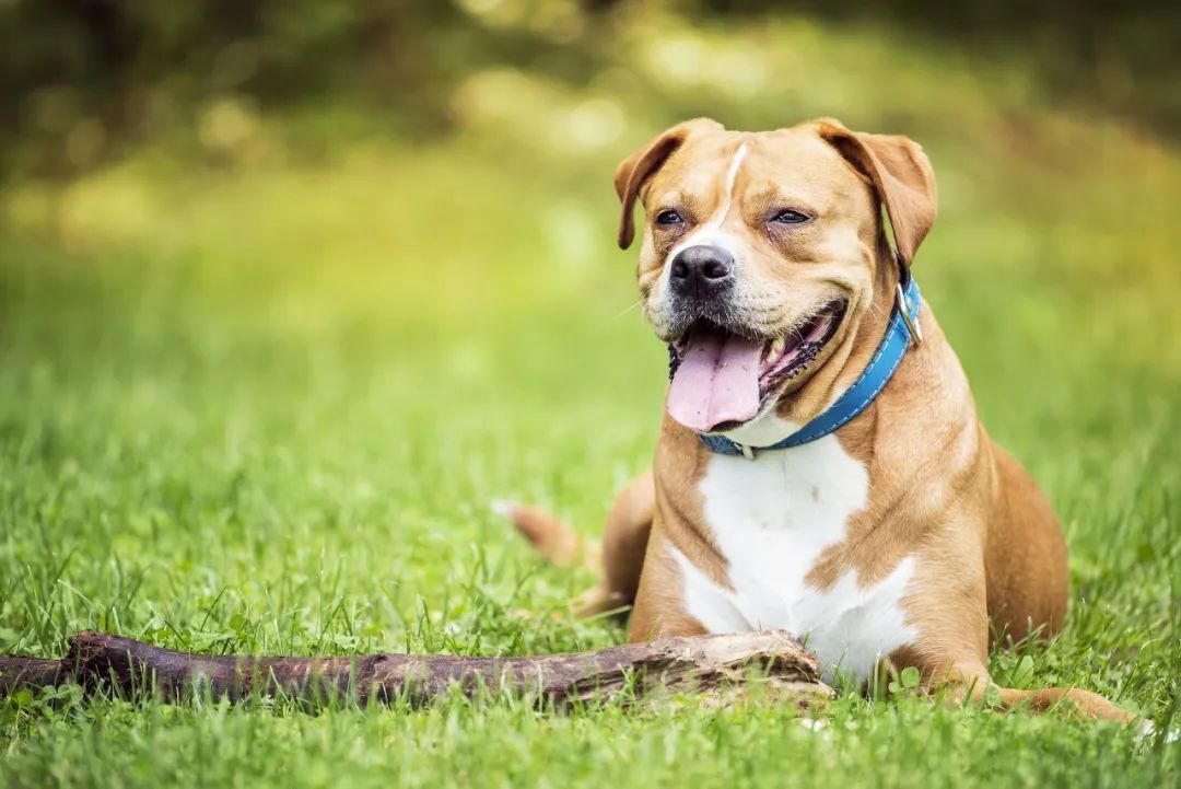 被狗咬一定会得狂犬病毒吗,被正常狗咬了一定会得狂犬病吗