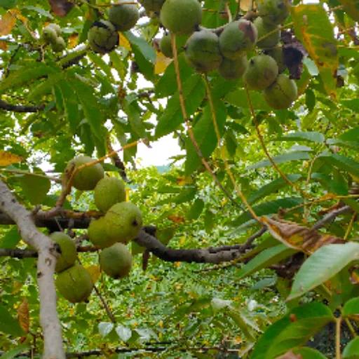 萍聚完整版本,萍聚完整版全集