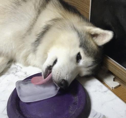 狗狗总喜欢吃草是什么原因呢,狗狗经常吃草是什么原因