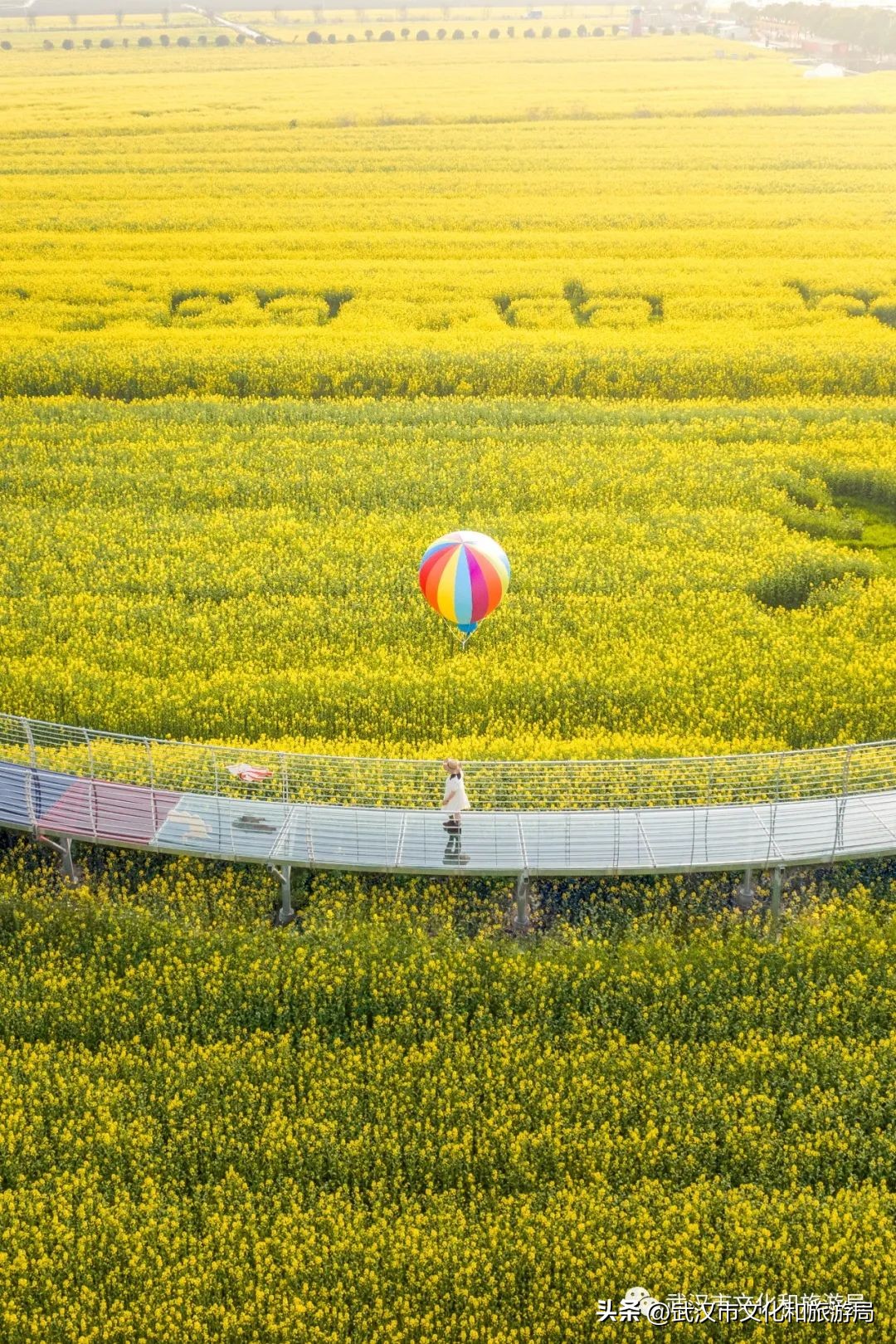 来武汉一定要去一趟东湖看荷花,来武汉看樱花吧