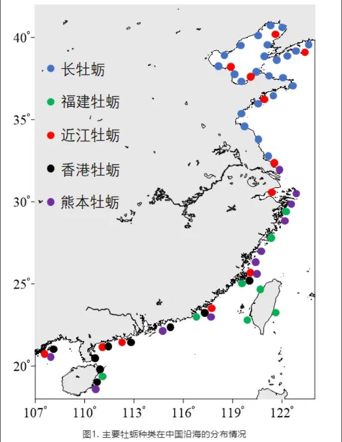 为什么中国生蚝没外国贵,正宗美国生蚝多少钱一斤