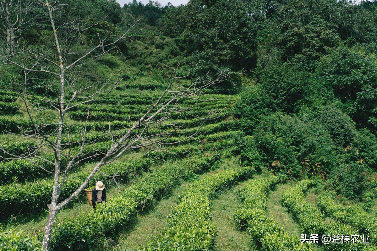 内蒙古荒山适合种植什么药材,荒山种植什么前景好