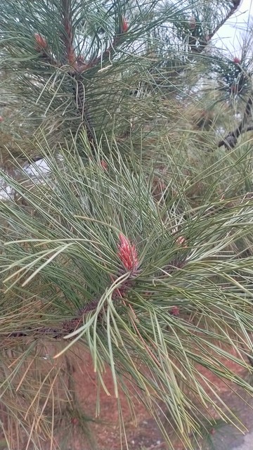 马尾松毛虫,马尾松树图片