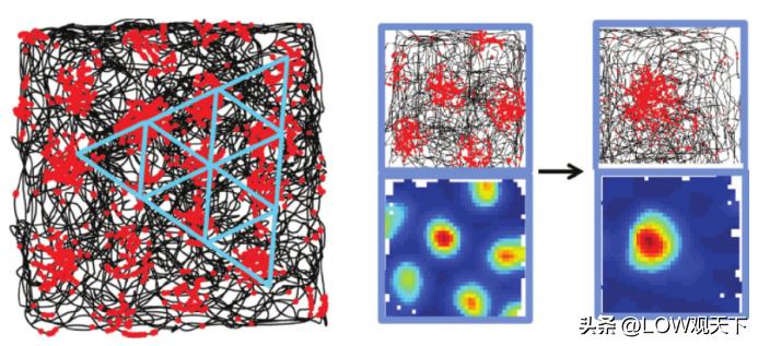 大脑中的神经元多意味着什么,大脑神经元的作用是什么