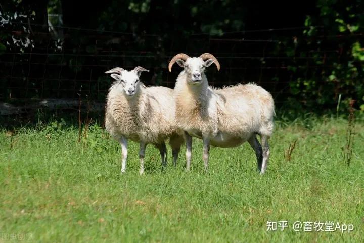 羊白病怎么治疗,羊白肌病怎么治疗最有效