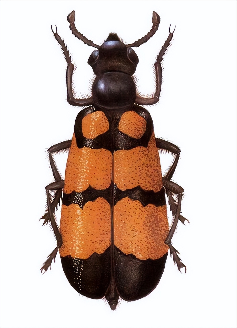 中世纪暗黑荒诞医学史,脑洞大开医疗