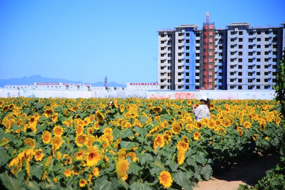 北京周边的向日葵花海,顺义向日葵花海