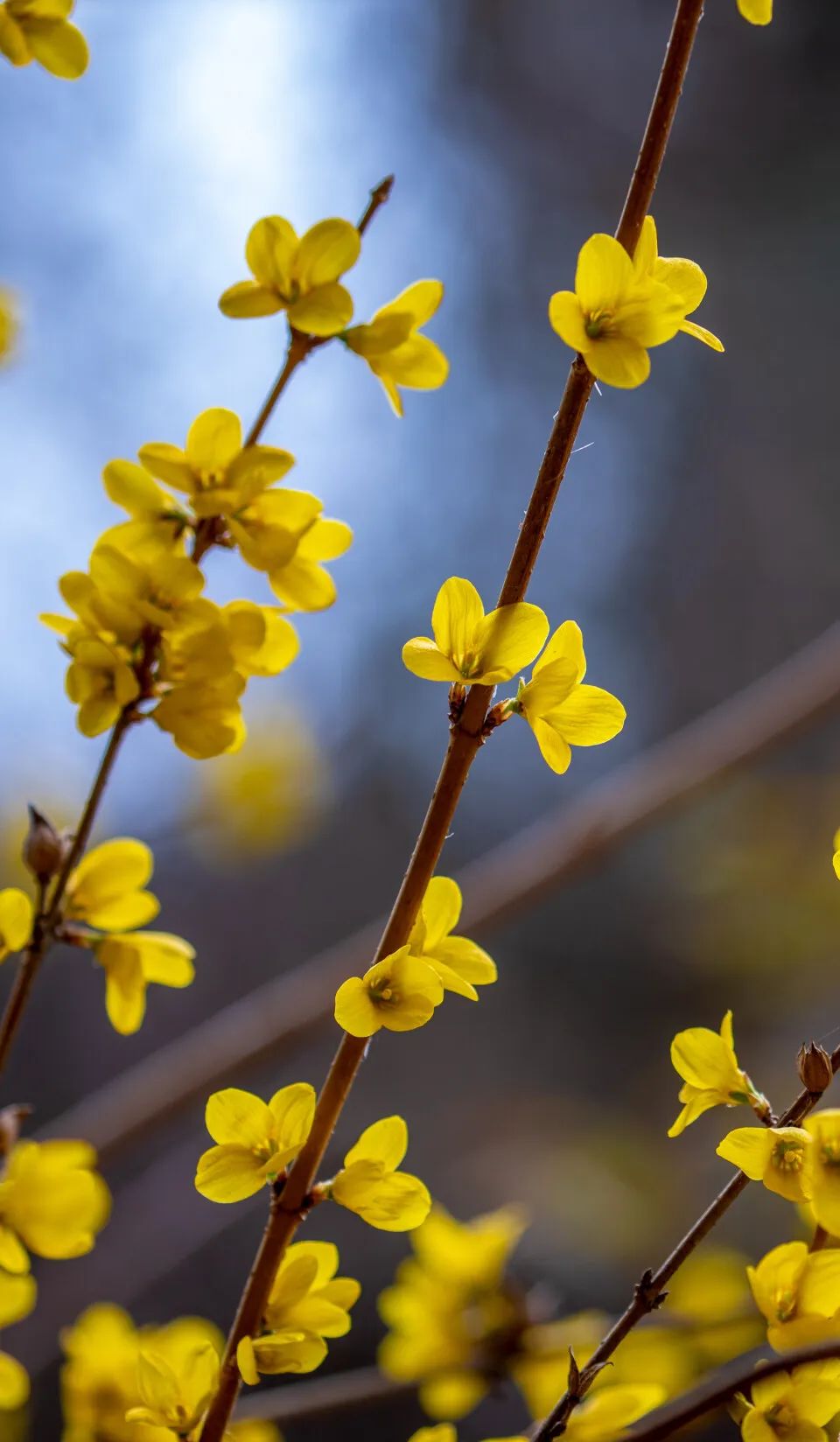 济南这个周末适合哪里赏花,济南春天赏花好去处