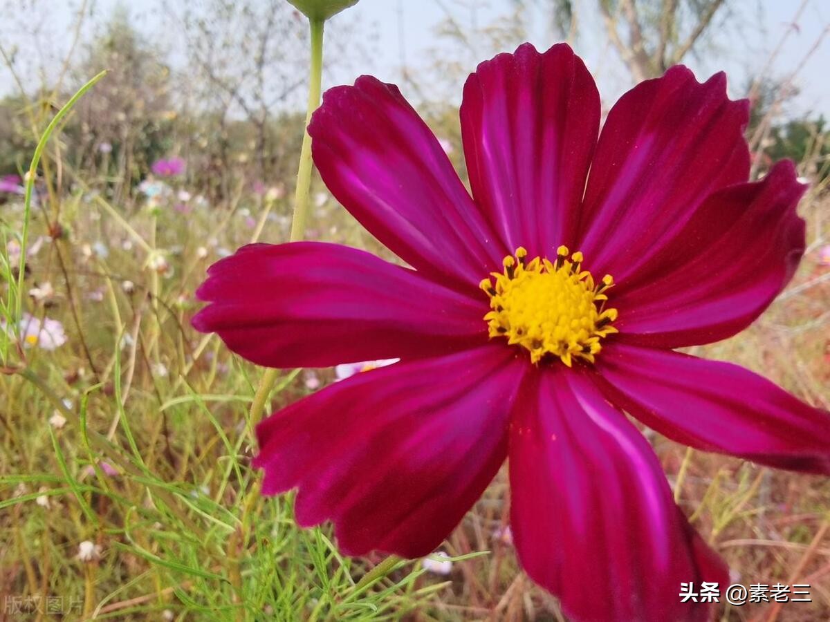 女作家去做保姆婚姻真相,女作家去做保姆这些年