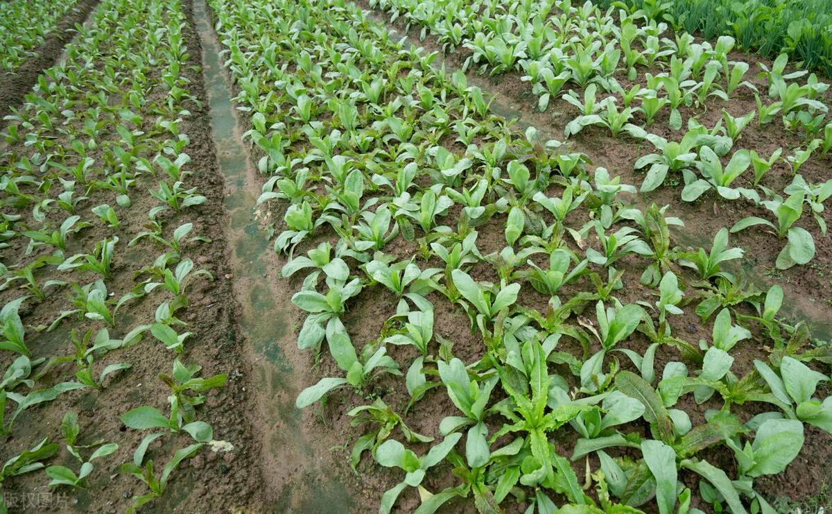 青菜种植管理及病虫害防治,青菜种植秘诀