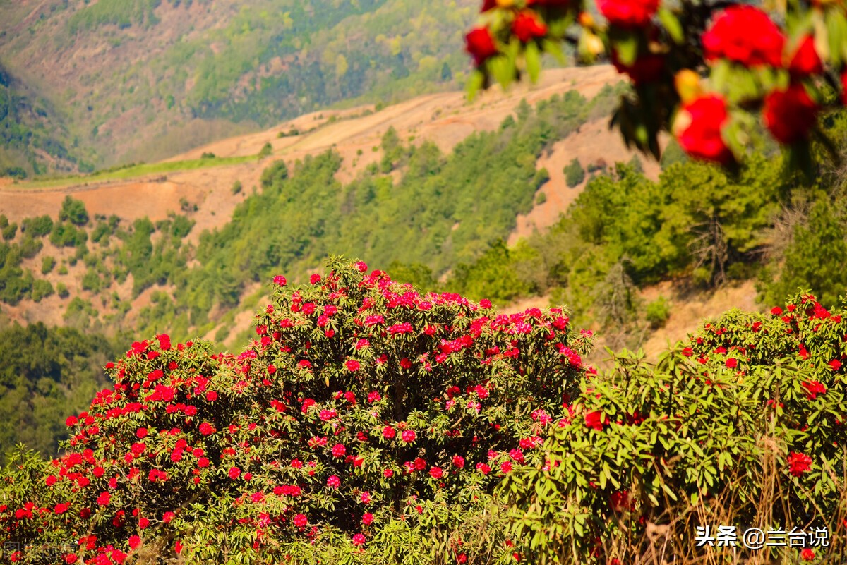 湖南省的省花和长沙市的市花,芙蓉花是长沙市市花吗