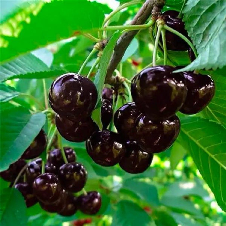 车厘子跟苹果有什么关系,车厘子与苹果的区别