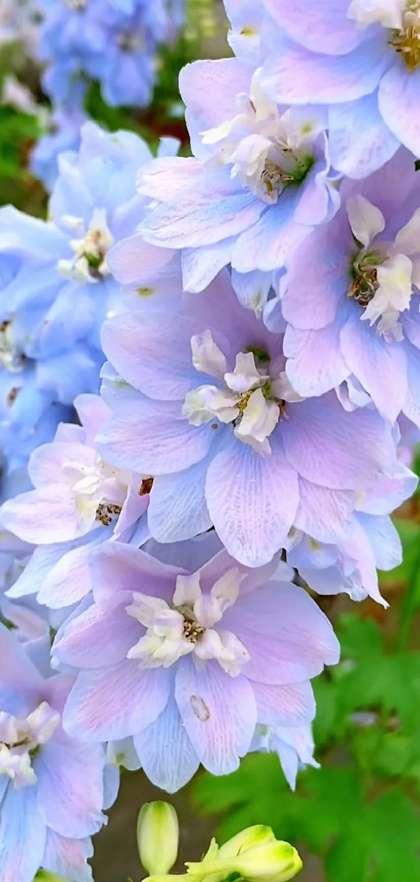 好养眼的花图片,让人惊艳的花草图片