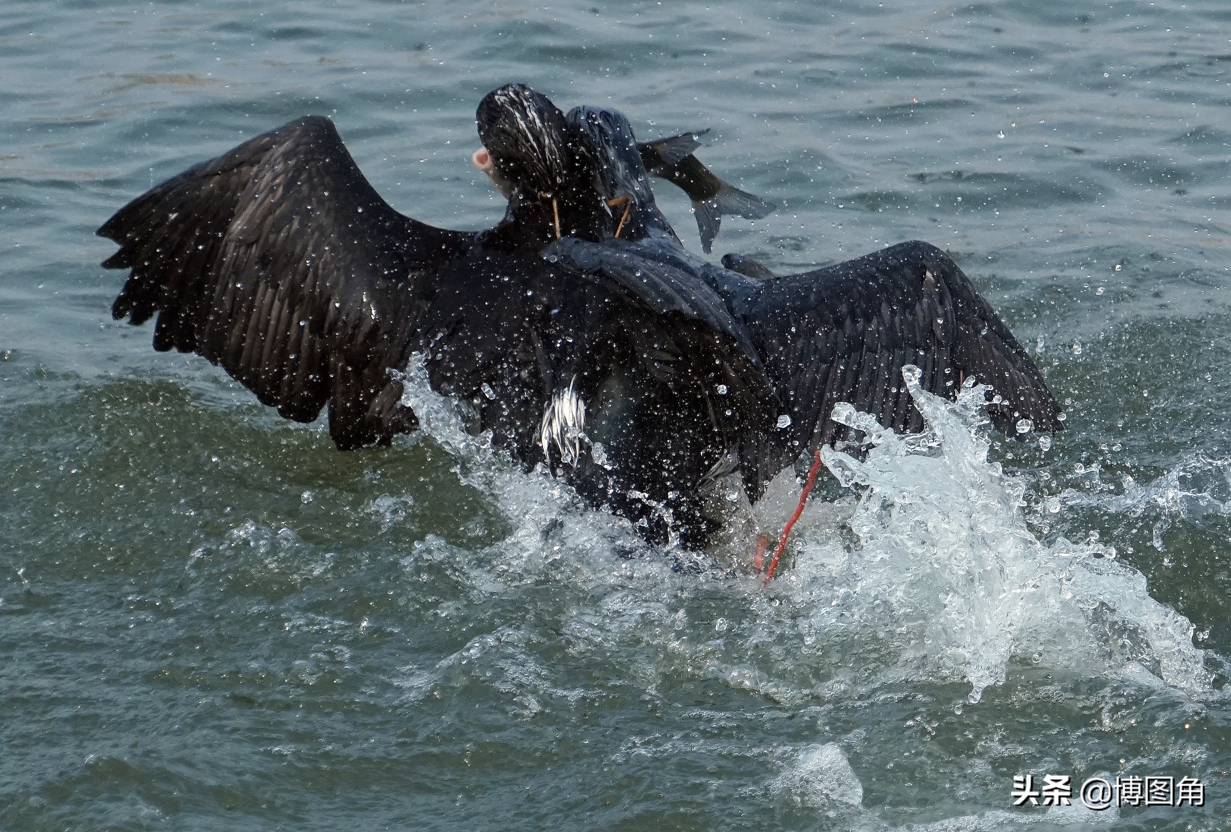80年代农村鱼鹰捕鱼,渔民与鸬鹚捕鱼图片