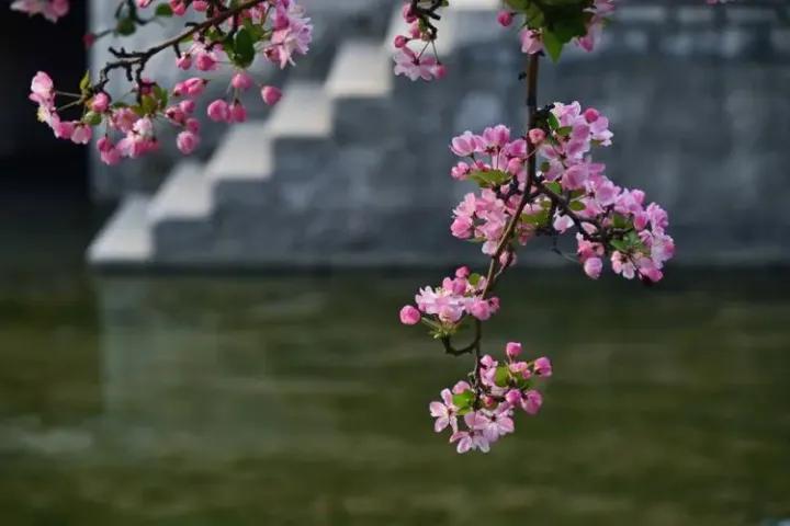 花海春日赏花的n种方式,超适合春天去的30个赏花地