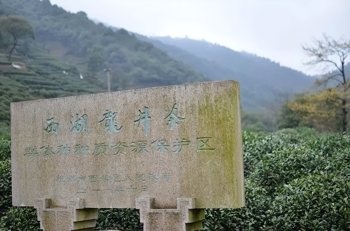 春茶的七大禁忌,四季春茶做什么茶比较好