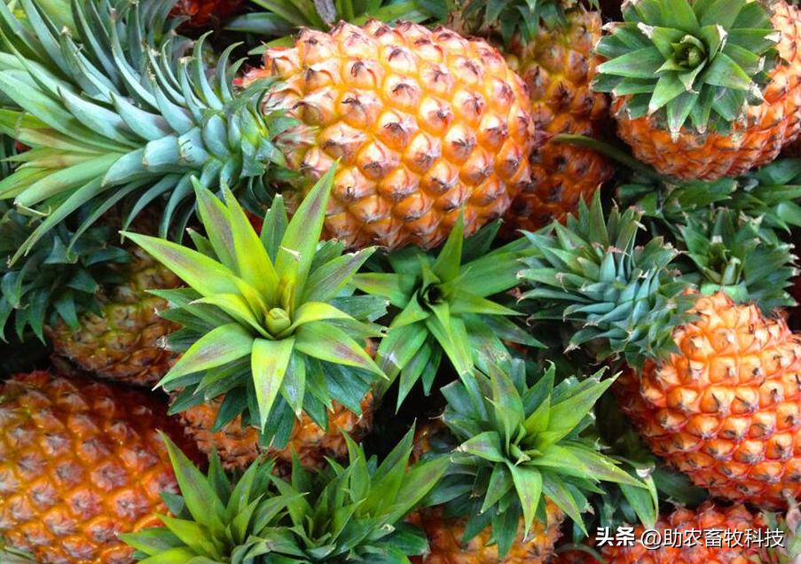 菠萝渣饲料,菠萝甘蔗皮发酵喂牛