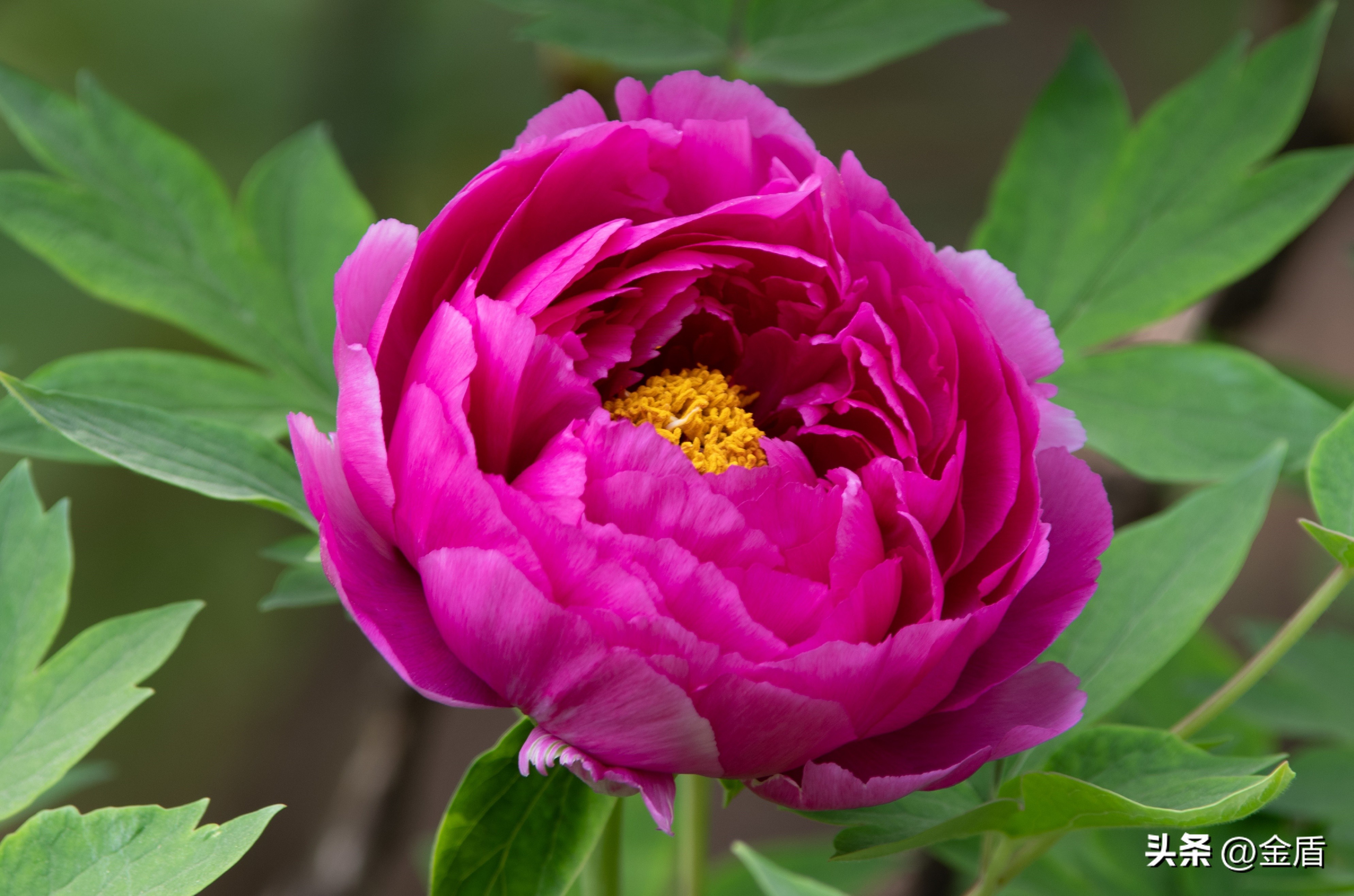 牡丹放在人面前人们会说雍容华贵,雍容华贵的国之牡丹惊艳了世界